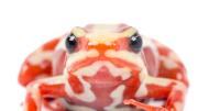 Esta es la rana venenosa de Ecuador vinculada al caso Navalni que intriga a Europa