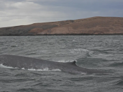 Registran por primera vez una ballena azul en Chubut