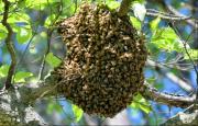 Hombre muere tras ataque de enjambre de abejas en Turumo