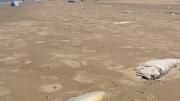 Volvieron a aparecer peces muertos en Montevideo, esta vez en el Cerro y Playa Ramírez