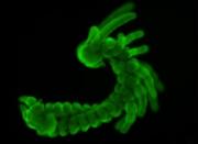 Desarrollo de insectos sería clave para entender la evolución de las especies