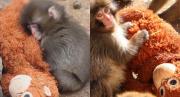 Punch, el bebé mono que se volvió viral tras ser rechazado por su madre y encontrar consuelo en un peluche