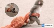 Monito rechazado por su madre derrite corazones al acurrucarse con peluche que lleva a todos lados