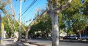 En la Capital sanjuanina se han erradicado 635 árboles en los dos últimos años, y unos cien esperan, debido a la falta de agua y mantenimiento