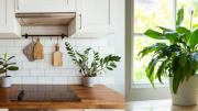 Plantas de interior que controlan la humedad y reducen el moho en el hogar: cómo mantener el aire limpio y seco