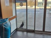 Un pájaro herido picoteó la ventana de una sala de emergencias: Sabía exactamente dónde encontrar ayuda