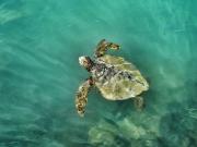 Un hallazgo clave: descubren la tortuga ancestral que habría dado origen a especies asiáticas