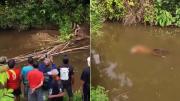 Horror en Indonesia: un cocodrilo gigante mató a una mujer en el río y el dramático rescate quedó filmado