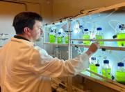 Con IA mejoran bioprocesos de microalgas con gran aplicación en la industria