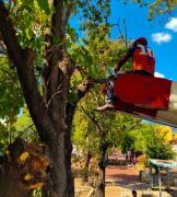 Realizada jornada de poda preventiva y recolección de desechos en Naguanagua