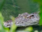 Fue al río a juntar almejas, pero terminó siendo devorada por un gigantesco animal: el video