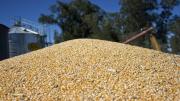 La actualidad del mercado sojero: “Hubo una suba importante en Chicago, pero no se trasladó a Argentina”