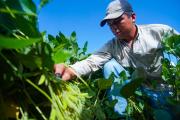 En 10 años, la soya generó más de $us 12.000 millones en exportaciones
