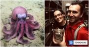 Científicos chilenos descubren nueva especie de pulpo que amplía la biodiversidad del Océano Pacífico