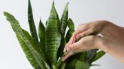 Ni leche ni agua: cómo limpiar las hojas de la sansevieria con una bebida que tenés en la heladera