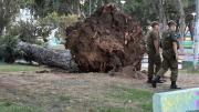 Tragedia por caída de árbol en Valparaíso: ¿Se pudo prevenir?