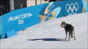 Sorpresa en los Juegos Olímpicos de Invierno: un perro lobo se metió en la pista y cruzó la meta junto a las esquiadoras