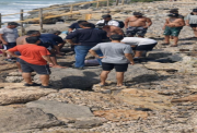 Delfín muere en playa de Crucita tras ser manipulado por turistas: esto se sabe