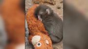 El mono ‘Punch’ se hace viral al adoptar un peluche como madre sustituta
