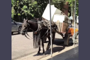 Denuncian maltrato animal por un caballo que tiraba un carro con dos freezers en plena calle