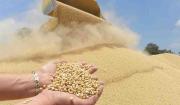 Gobierno aprueba arancel cero para la importación de grano de soya