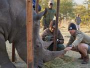 Elaboraron un ingenioso plan para salvar a un rinoceronte enfermo en África