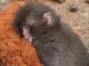 Un bebé mono abandonado por su mamá la reemplazó con un osito de peluche