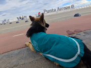 Marley debuta como el nuevo guardián de Carabineros en Punta Arenas