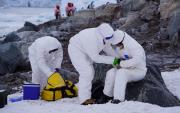 Alerta por avance de la influenza aviar en la Antártica