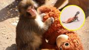 Mono bebé fue abandonado por su madre: Encontró consuelo con un peluche y se hizo viral