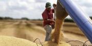 Arancel cero para importación de grano de soya hasta diciembre de 2026