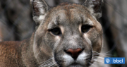 Vecinos alertan presencia de puma en sector Villucura de Santa Bárbara: ha atacado animales
