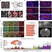 Es posible restaurar los sentidos utilizando cerebros híbridos