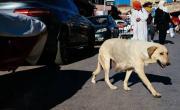 La cacería de perros en Marruecos que alarma a la FIFA por el Mundial 2030: Mataron a 3 millones