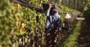 Radiografía laboral del agro: la vitivinicultura encabeza la generación de empleo con 73 puestos por hectárea
