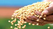 Gobierno fija arancel cero para importación de grano de soya