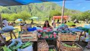 Chicoana: Feria de productores El Sunchal Malcante
