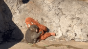 El bebé mono Punch es atacado por un macaco adulto y corre hacia su ‘mamá’ de peluche