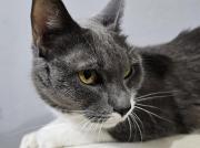 ¿Por qué adoptar un gato? Ventajas para tu salud mental en el Día del Gato