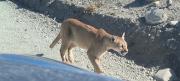Cantante urbano Dopas Mc se encuentra cara a cara con un puma en Torres del Paine