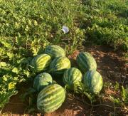 Productores de Itapúa logran exitosa producción de sandía en verano