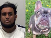 De refugio de animales a casa del horror: hallaron decenas de perros muerto y varios en condiciones deplorables