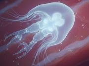 Hallazgo histórico: descubren un organismo capaz de sobrevivir sin oxígeno