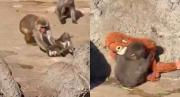 VIRAL: Punch intentó interactuar con otro bebé mono y recibió fuerte reprimenda, esto dijo el Zoológico