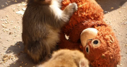La conmovedora historia de Punch, el mono bebé que se aferró a un peluche tras ser abandonado por su madre