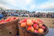 Con la bendición de los frutos, Roca ya vive la Fiesta Nacional de la Manzana 2026