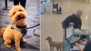 Insensible: abandonó a su perro en el aeropuerto