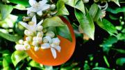 Naranjo: el crecimiento de esta flor indica que tu árbol está por dar fruto, qué significa y porqué es bueno