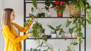 Diseño biofílico: cómo plantas y materiales naturales mejoran tu salud mental en casa