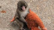 Punch, el pequeño mono abandonado que conquista Japón y las redes sociales con su inseparable peluche